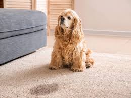 Dog resting on a freshly cleaned carpet